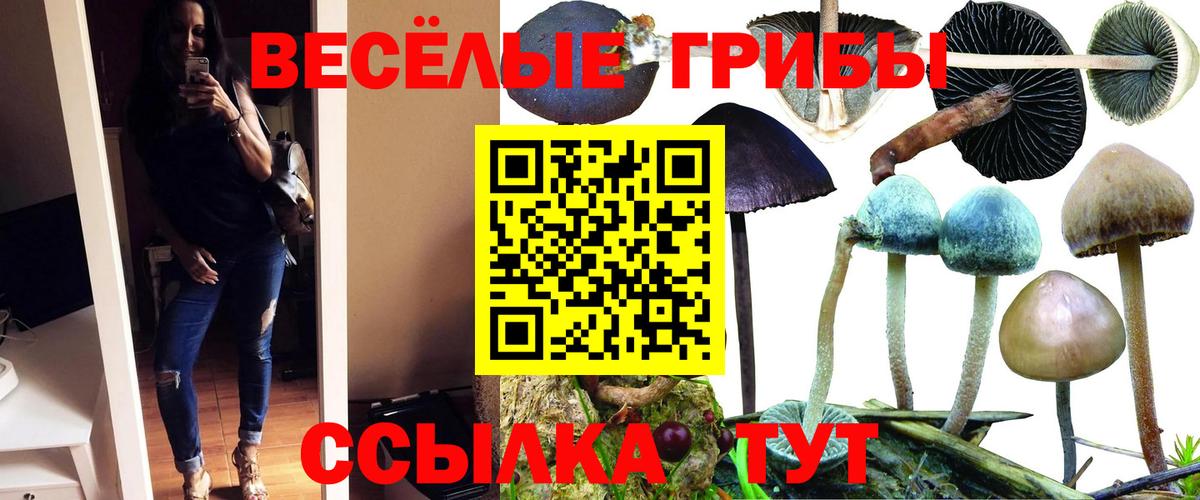 Псилоцибиновые грибы Psilocybe  Вход с VPN  Чебоксары 